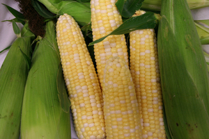 Corn 